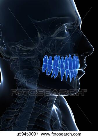 Stock Illustration - Human teeth, illustration. Fotosearch
