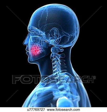 Human teeth, illustration View Large Illustration Stock Illustration - Human teeth, illustration. Fotosearch