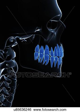 Stock Illustration - Human teeth, illustration. Fotosearch