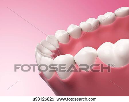Stock Illustration - Human teeth, illustration,. Fotosearch