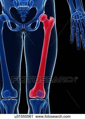 Human thigh bone, illustration View Large Illustration Clip Art - Human thigh bone, illustration. Fotosearch