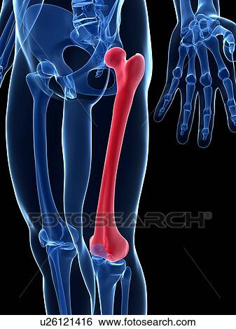 Human thigh bone, illustration View Large Illustration Stock Illustration - Human thigh bone, illustration. Fotosearch