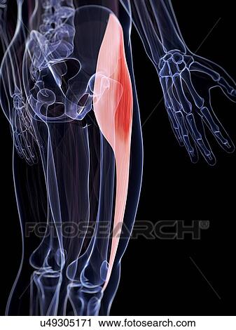 Clip Art - Human thigh muscle, illustration. Fotosearch