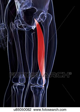 Human thigh muscle, illustration Drawing | u85050082 | Fotosearch