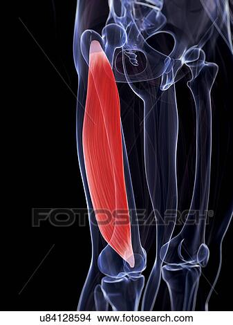 Human thigh muscle, illustration View Large Illustration Stock Illustration - Human thigh muscle, illustration. Fotosearch