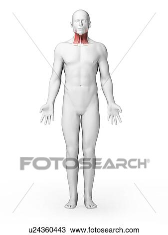 Human throat muscles, illustration View Large Illustration Drawing - Human throat muscles, illustration. Fotosearch