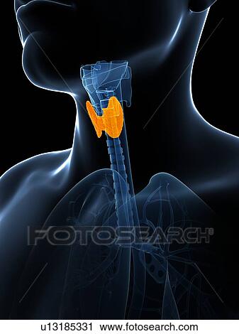 Human thyroid gland, illustration View Large Illustration Clip Art - Human thyroid gland, illustration. Fotosearch