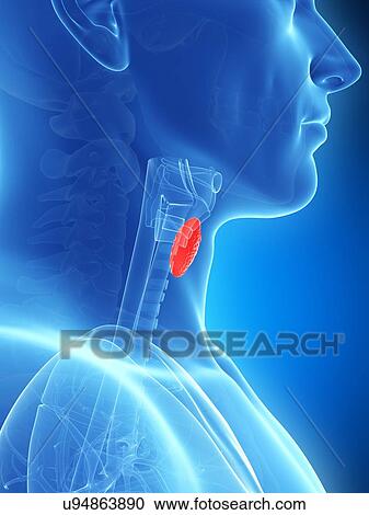 Human thyroid gland, illustration View Large Illustration Clipart - Human thyroid gland, illustration. Fotosearch