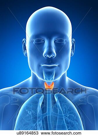 Human thyroid gland, illustration View Large Illustration Drawing - Human thyroid gland, illustration. Fotosearch