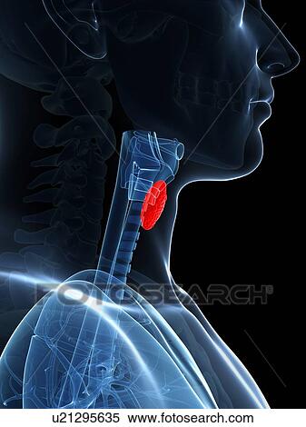 Human thyroid gland, illustration View Large Illustration Stock Illustration - Human thyroid gland, illustration. Fotosearch