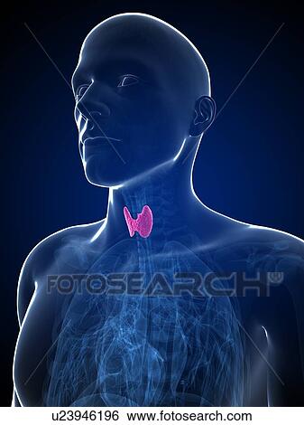 Human thyroid gland, illustration View Large Illustration Stock Illustration - Human thyroid gland, illustration. Fotosearch