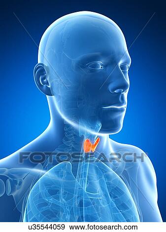 Human thyroid gland, illustration View Large Illustration Stock Illustration - Human thyroid gland, illustration. Fotosearch