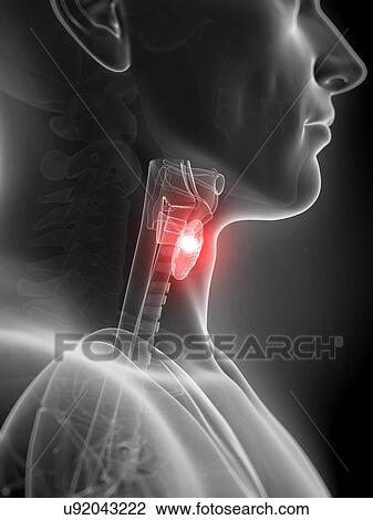 Human thyroid pain, illustration View Large Illustration Drawing - Human thyroid pain, illustration. Fotosearch