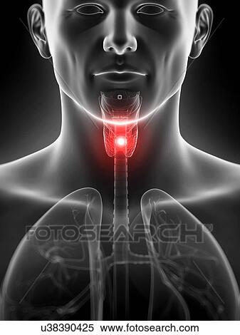Human thyroid pain, illustration View Large Illustration Stock Illustration - Human thyroid pain, illustration. Fotosearch