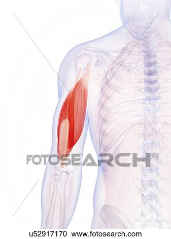 Human triceps, illustration View Large Illustration Clipart - Human triceps, illustration. Fotosearch