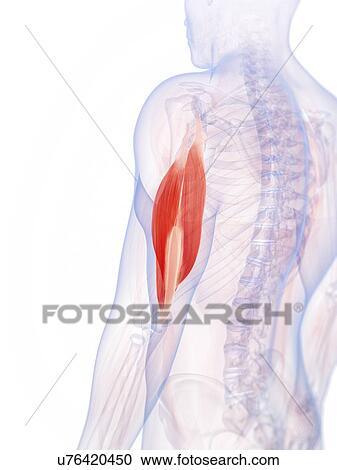 Clipart - Human triceps, illustration. Fotosearch