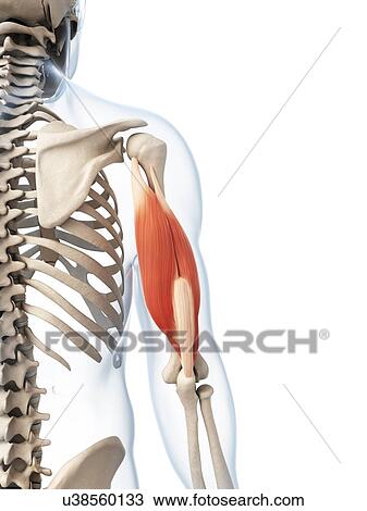 Drawing - Human triceps, illustration. Fotosearch