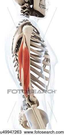 Human triceps, illustration View Large Illustration Drawing - Human triceps, illustration. Fotosearch