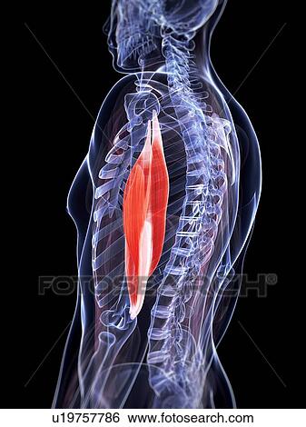 Stock Illustration - Human triceps, illustration. Fotosearch