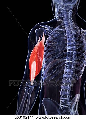 Stock Illustration - Human triceps, illustration. Fotosearch