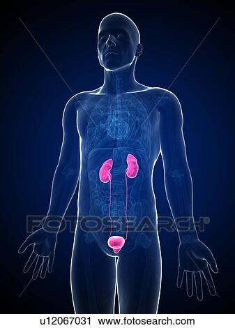 Human urinary system, illustration View Large Illustration Clip Art - Human urinary system, illustration. Fotosearch