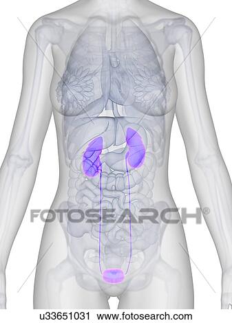 Clip Art - Human urinary system, illustration. Fotosearch