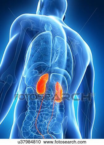 Clipart - Human urinary system, illustration. Fotosearch