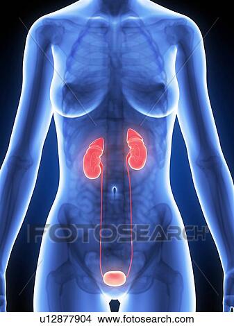 Stock Illustration - Human urinary system, illustration. Fotosearch