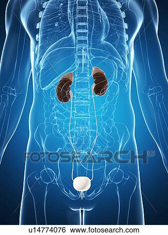 Stock Illustration - Human urinary system, illustration. Fotosearch