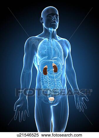 Stock Illustration - Human urinary system, illustration. Fotosearch