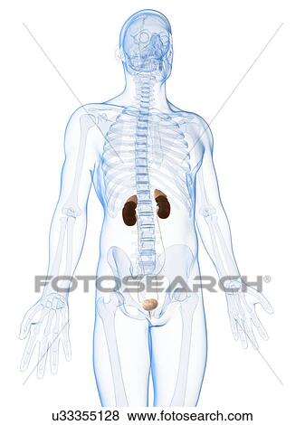 Human urinary system, illustration View Large Illustration Stock Illustration - Human urinary system, illustration. Fotosearch