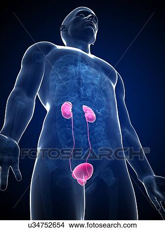 Human urinary system, illustration View Large Illustration Stock Illustration - Human urinary system, illustration. Fotosearch
