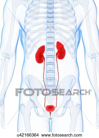 Human urinary system, illustration View Large Illustration Stock Illustration - Human urinary system, illustration. Fotosearch