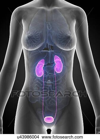 Stock Illustration - Human urinary system, illustration. Fotosearch