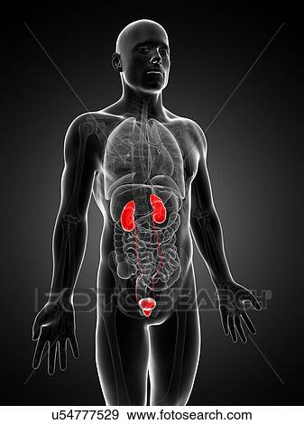 Human urinary system, illustration View Large Illustration Stock Illustration - Human urinary system, illustration. Fotosearch