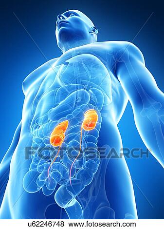 Human urinary system, illustration View Large Illustration Stock Illustration - Human urinary system, illustration. Fotosearch