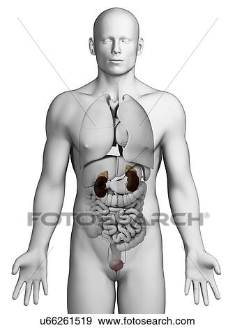 Stock Illustration - Human urinary system, illustration. Fotosearch