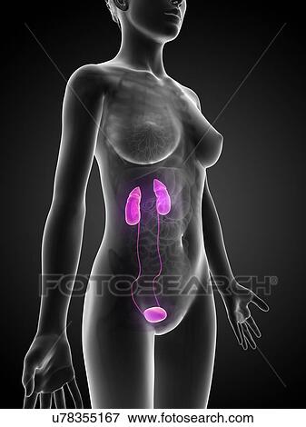 Human urinary system, illustration View Large Illustration Stock Illustration - Human urinary system, illustration. Fotosearch