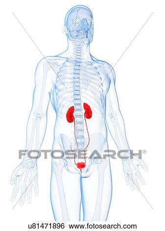 Human urinary system, illustration View Large Illustration Stock Illustration - Human urinary system, illustration. Fotosearch