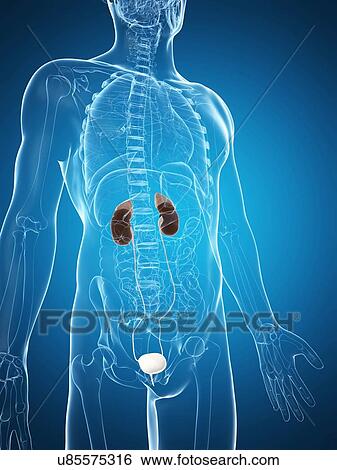 Stock Illustration - Human urinary system, illustration. Fotosearch