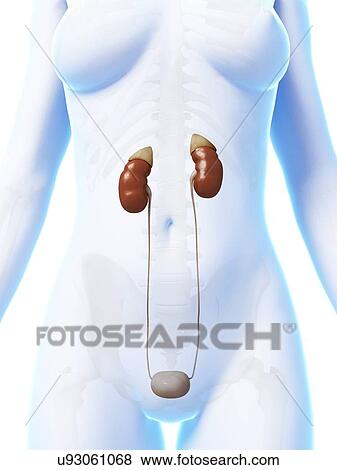 Stock Illustration - Human urinary system, illustration. Fotosearch