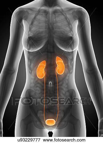 Stock Illustration - Human urinary system, illustration. Fotosearch