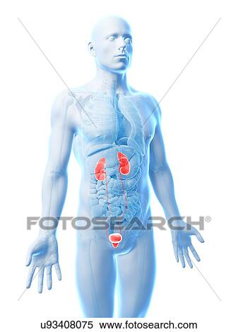 Human urinary system, illustration View Large Illustration Stock Illustration - Human urinary system, illustration. Fotosearch