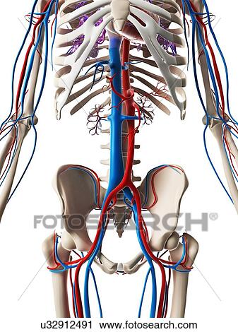 Human vascular system, illustration View Large Illustration Clip Art - Human vascular system, illustration. Fotosearch