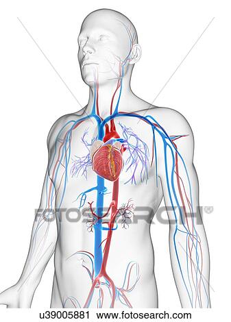 Clip Art - Human vascular system, illustration. Fotosearch