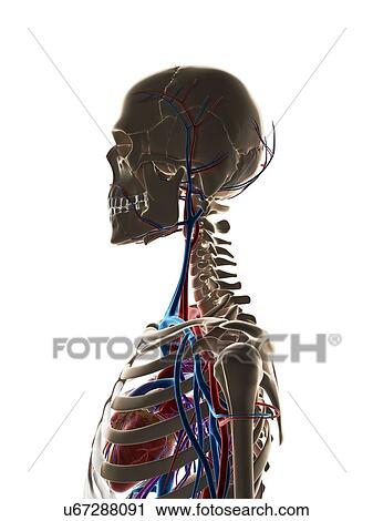 Clip Art - Human vascular system, illustration. Fotosearch