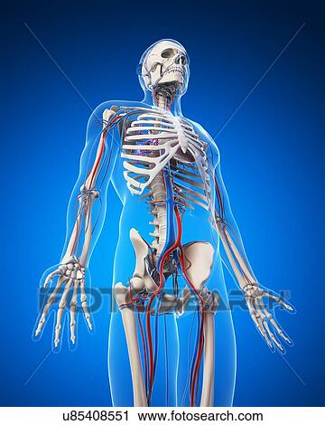 Human vascular system, illustration View Large Illustration Clip Art - Human vascular system, illustration. Fotosearch