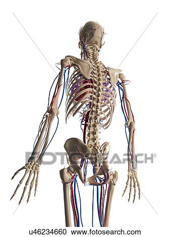 Clipart - Human vascular system, illustration. Fotosearch