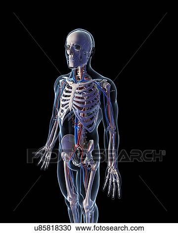 Clipart - Human vascular system, illustration. Fotosearch