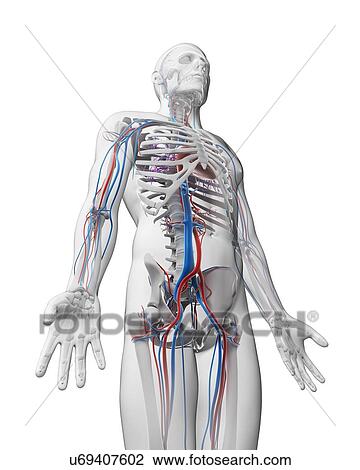 Human vascular system, illustration View Large Illustration Drawing - Human vascular system, illustration. Fotosearch